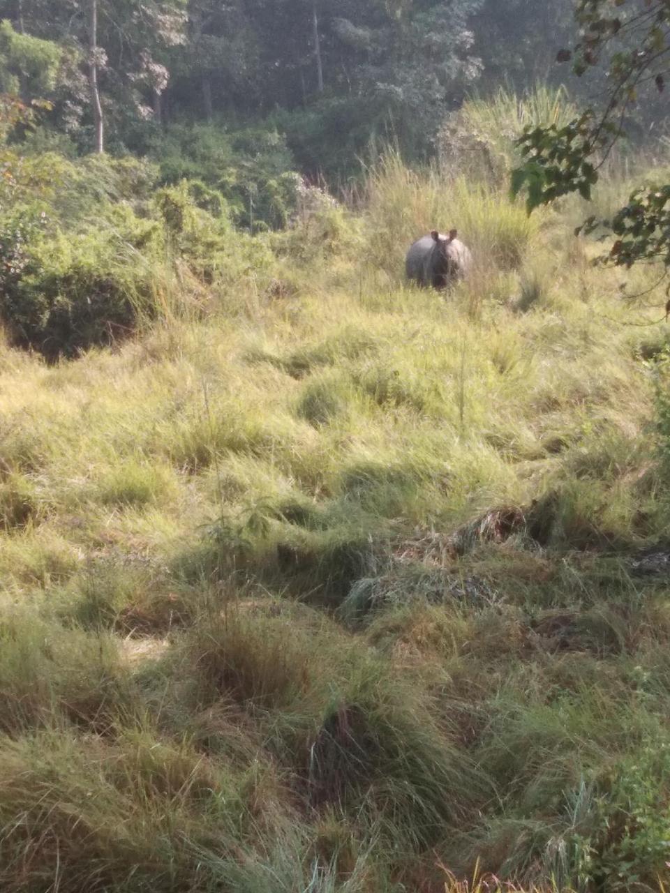 Chital Lodge Chitwan Exteriör bild